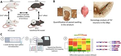 Nigral transcriptomic profiles in Engrailed-1 hemizygous mouse models of Parkinson’s disease reveal upregulation of oxidative phosphorylation-related genes associated with delayed dopaminergic neurodegeneration